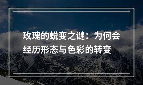 玫瑰的蜕变之谜：为何会经历形态与色彩的转变