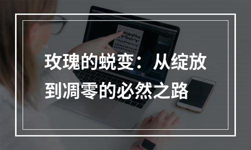 玫瑰的蜕变：从绽放到凋零的必然之路