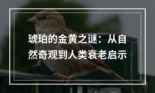 琥珀的金黄之谜：从自然奇观到人类衰老启示