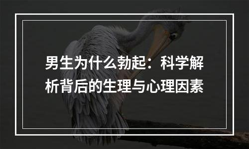 男生为什么勃起：科学解析背后的生理与心理因素