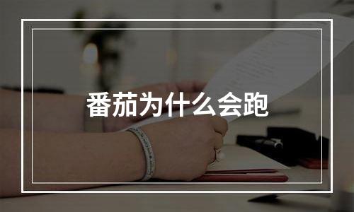 番茄为什么会跑