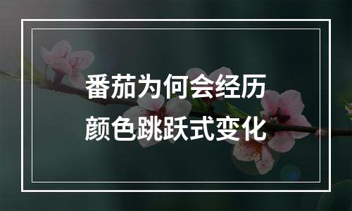 番茄为何会经历颜色跳跃式变化
