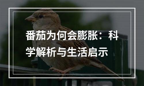 番茄为何会膨胀：科学解析与生活启示