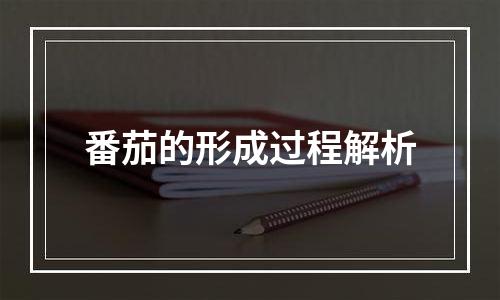 番茄的形成过程解析