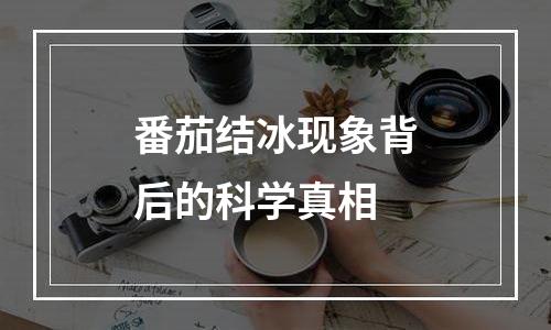 番茄结冰现象背后的科学真相
