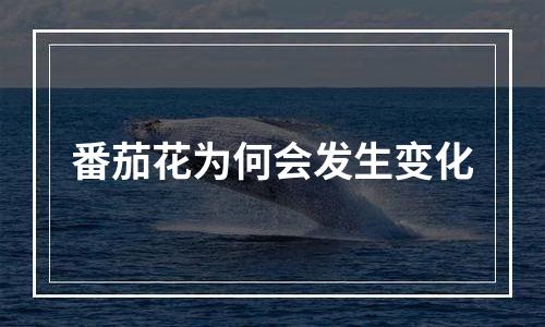 番茄花为何会发生变化