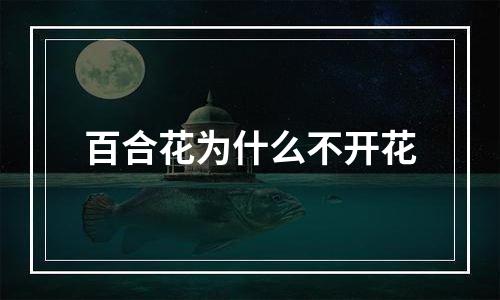百合花为什么不开花