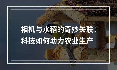 相机与水稻的奇妙关联：科技如何助力农业生产