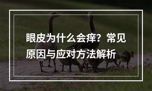 眼皮为什么会痒？常见原因与应对方法解析