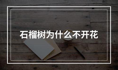 石榴树为什么不开花