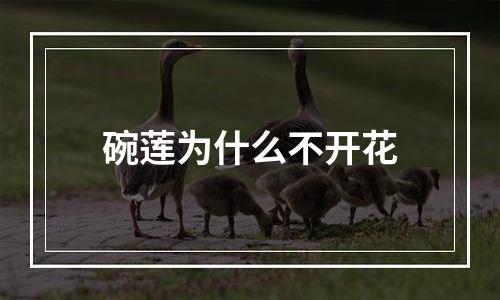 碗莲为什么不开花