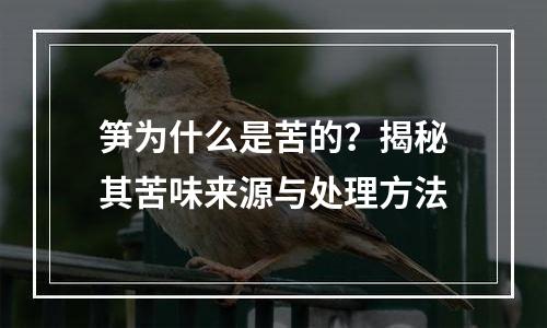 笋为什么是苦的？揭秘其苦味来源与处理方法
