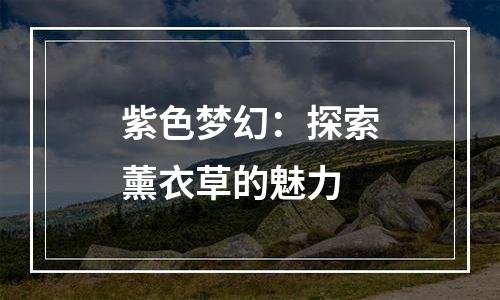 紫色梦幻：探索薰衣草的魅力