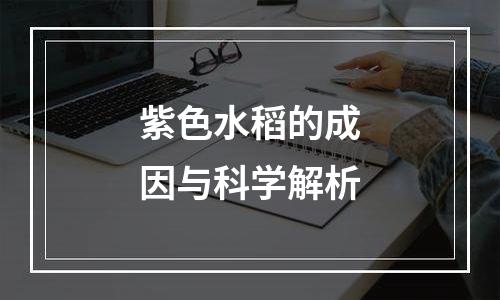 紫色水稻的成因与科学解析