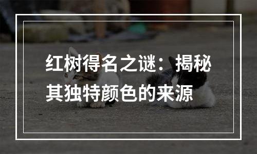 红树得名之谜：揭秘其独特颜色的来源