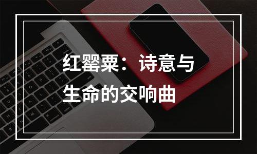 红罂粟：诗意与生命的交响曲