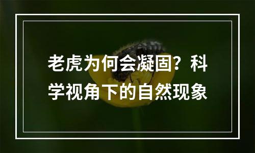 老虎为何会凝固？科学视角下的自然现象
