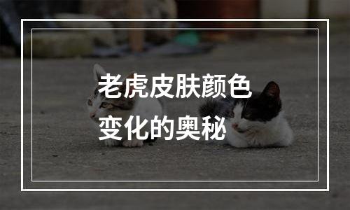 老虎皮肤颜色变化的奥秘