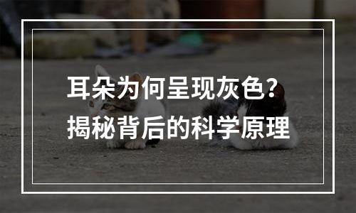 耳朵为何呈现灰色？揭秘背后的科学原理