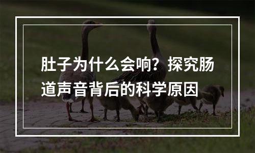 肚子为什么会响？探究肠道声音背后的科学原因