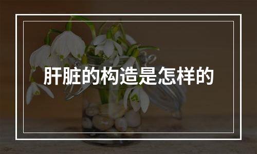 肝脏的构造是怎样的