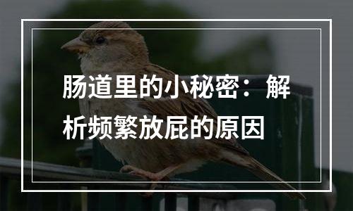 肠道里的小秘密：解析频繁放屁的原因