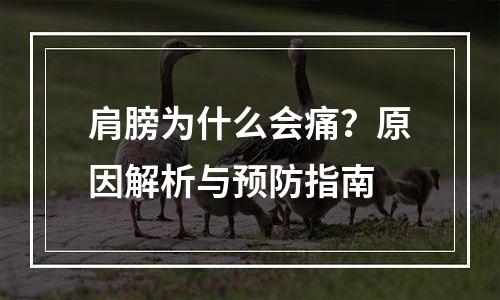肩膀为什么会痛？原因解析与预防指南