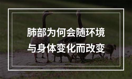 肺部为何会随环境与身体变化而改变