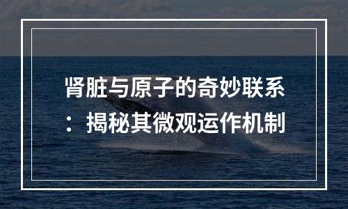 肾脏与原子的奇妙联系：揭秘其微观运作机制