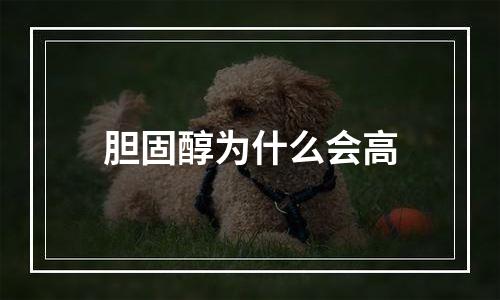 胆固醇为什么会高