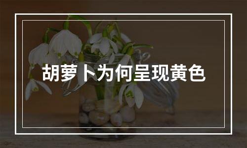 胡萝卜为何呈现黄色