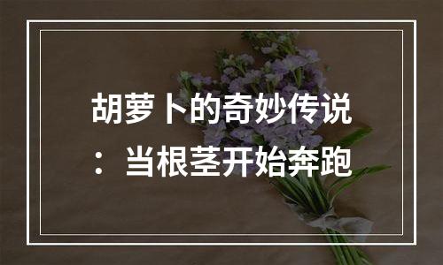 胡萝卜的奇妙传说：当根茎开始奔跑