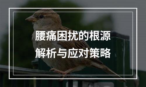 腰痛困扰的根源解析与应对策略