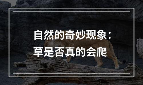 自然的奇妙现象：草是否真的会爬