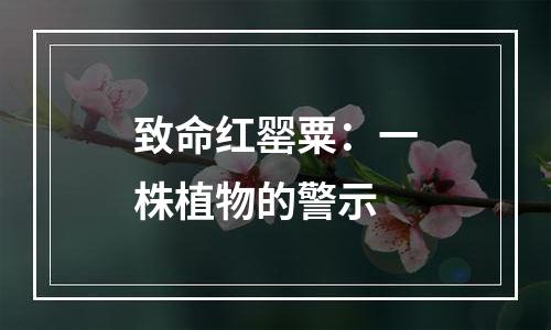 致命红罂粟：一株植物的警示
