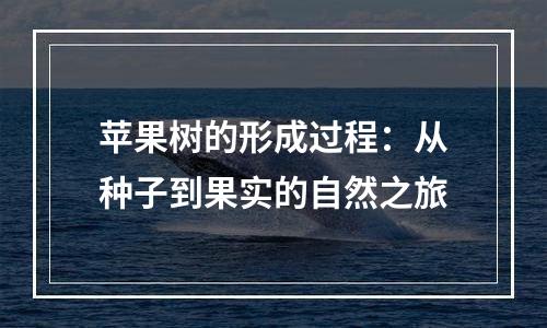 苹果树的形成过程：从种子到果实的自然之旅