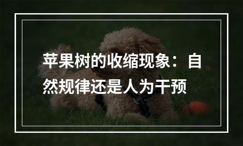 苹果树的收缩现象：自然规律还是人为干预