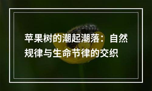 苹果树的潮起潮落：自然规律与生命节律的交织