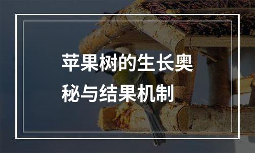 苹果树的生长奥秘与结果机制