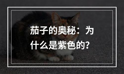 茄子的奥秘：为什么是紫色的？