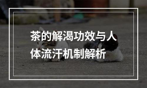 茶的解渴功效与人体流汗机制解析