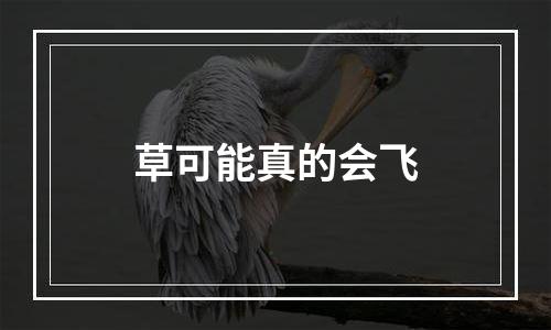 草可能真的会飞