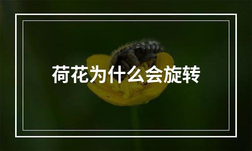 荷花为什么会旋转