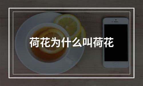 荷花为什么叫荷花