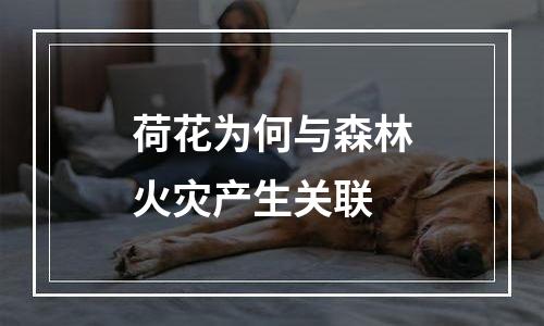 荷花为何与森林火灾产生关联