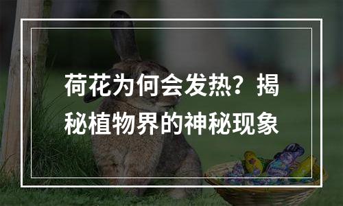 荷花为何会发热？揭秘植物界的神秘现象