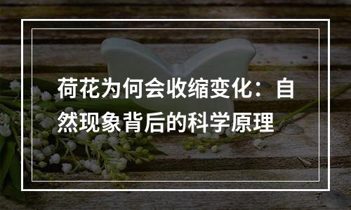 荷花为何会收缩变化：自然现象背后的科学原理