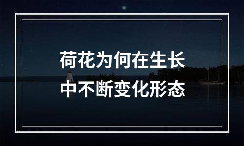 荷花为何在生长中不断变化形态