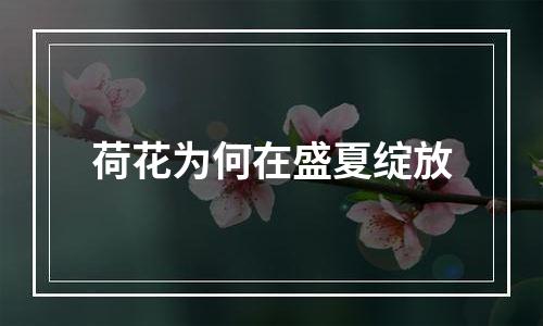 荷花为何在盛夏绽放