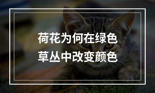 荷花为何在绿色草丛中改变颜色